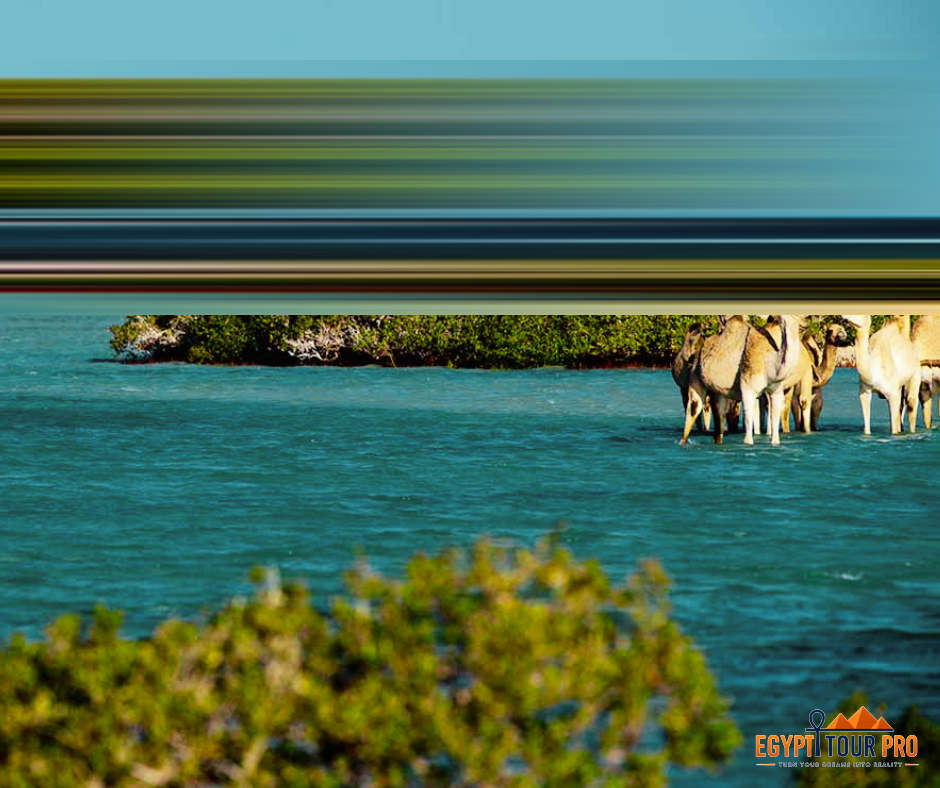 Port Ghalib