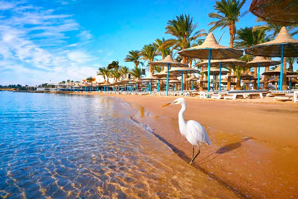 8-Day Cairo, Nile Cruise & Hurghada Family Tour