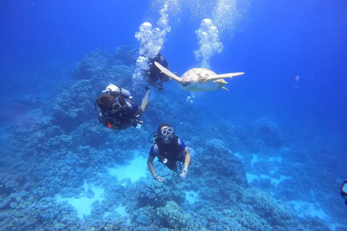 Diving & Snorkeling Tour with Lunch from Hurghada