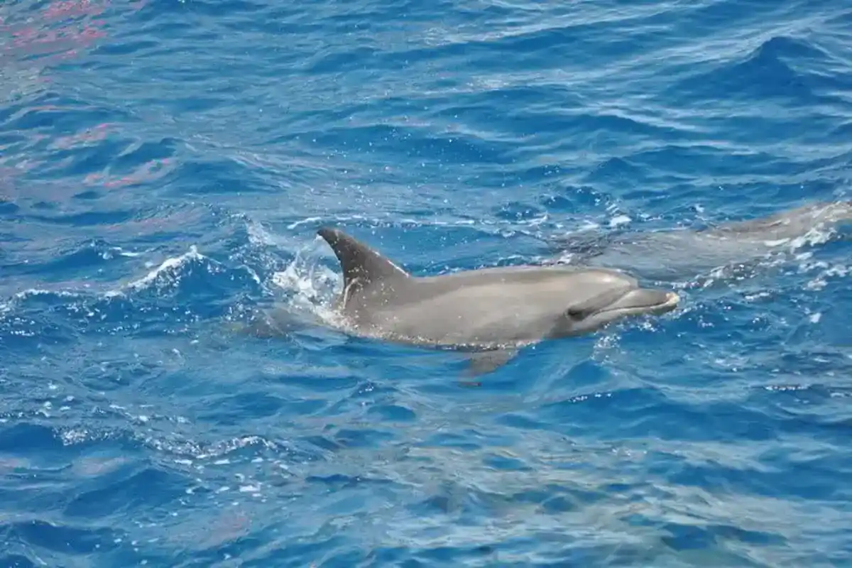 Dolphin House Snorkeling Trip from El Gouna