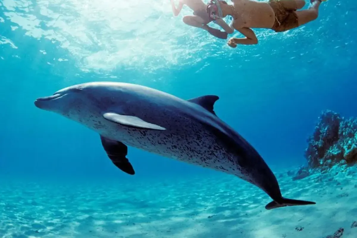 From Hurghada: Dolphin Watching Tour with Snorkeling